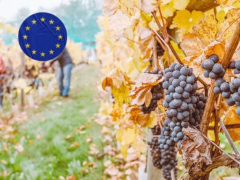 Grape trusses in a vineyard with a sticker of the EU flag in the sky